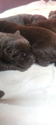 Les chiots de Labrador Retriever