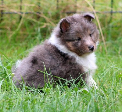 Les chiots de Shetland Sheepdog