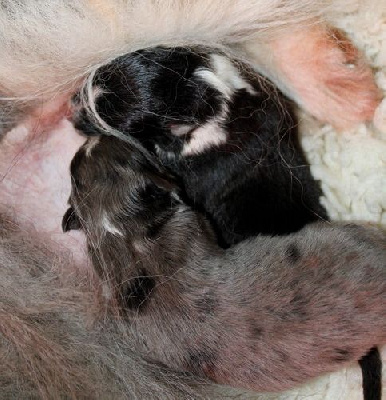 Les chiots de Shetland Sheepdog