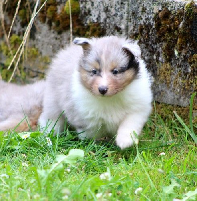 Les chiots de Shetland Sheepdog