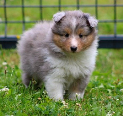 Les chiots de Shetland Sheepdog