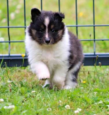 Les chiots de Shetland Sheepdog