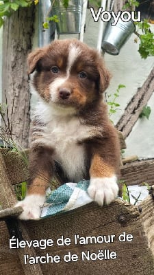 Les chiots de Berger Australien