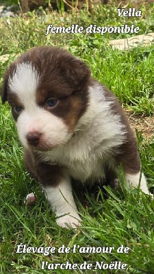 Les chiots de Berger Australien