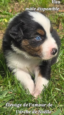 Les chiots de Berger Australien