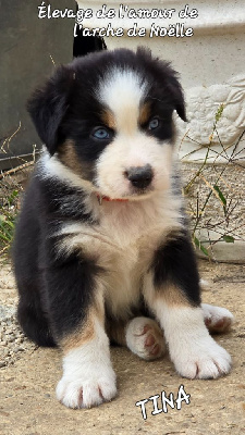 Les chiots de Berger Australien