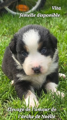 Les chiots de Berger Australien