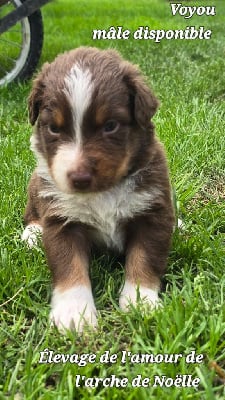 Les chiots de Berger Australien