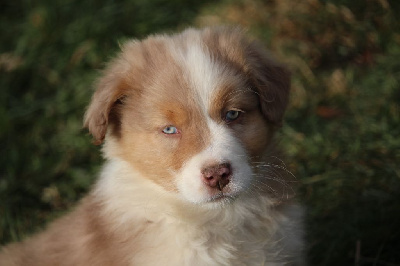 Les chiots de Berger Australien