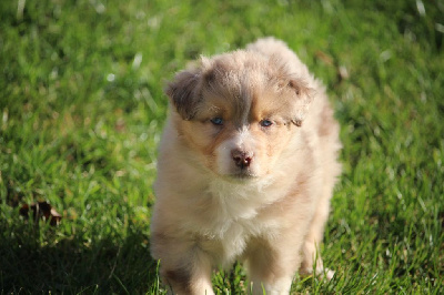 Les chiots de Berger Australien