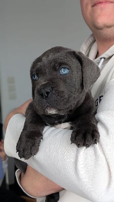 Les chiots de Cane Corso