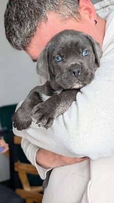 Les chiots de Cane Corso