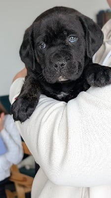 Les chiots de Cane Corso