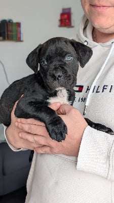 Les chiots de Cane Corso