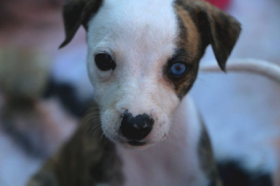 Les chiots de Whippet