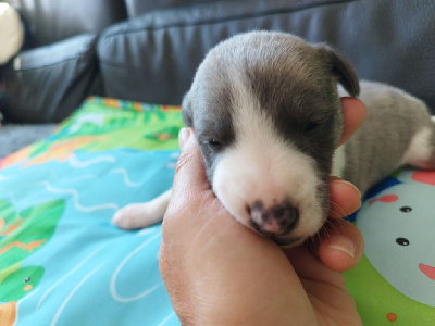 Les chiots de Whippet