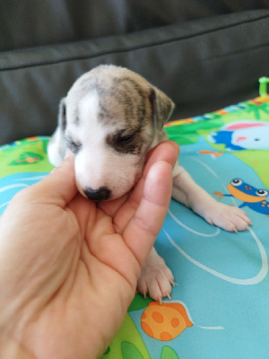 Les chiots de Whippet