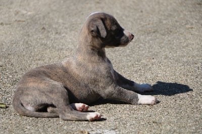 Les chiots de Whippet