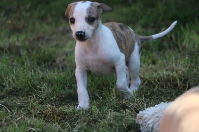 Les chiots de Whippet