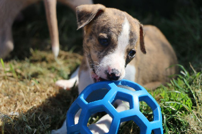 Les chiots de Whippet