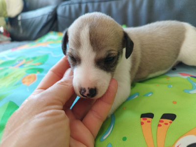 Les chiots de Whippet