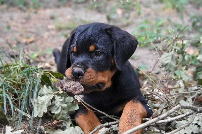 Les chiots de Rottweiler