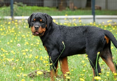 Les chiots de Rottweiler