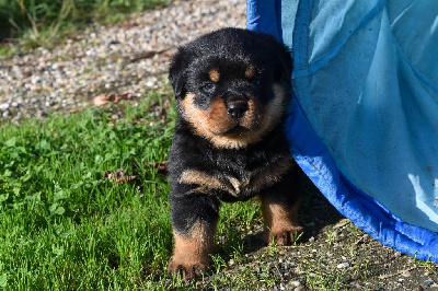 Les chiots de Rottweiler