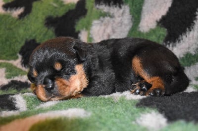 Les chiots de Rottweiler