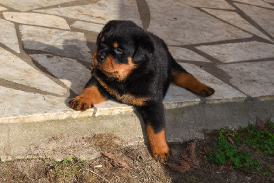 Les chiots de Rottweiler