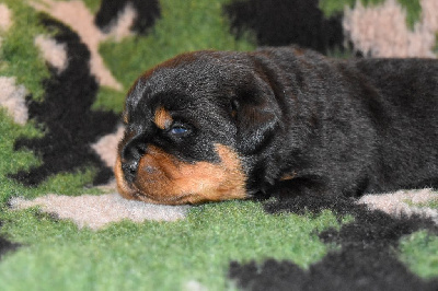 Les chiots de Rottweiler