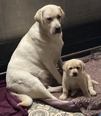 Les chiots de Labrador Retriever