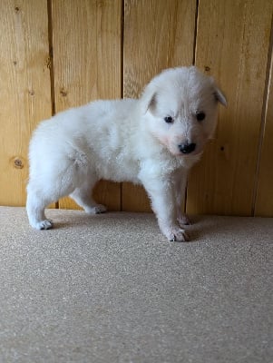 Les chiots de Berger Blanc Suisse