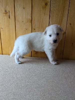 CHIOT collier noir - Berger Blanc Suisse