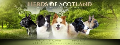 Herds Of Scotland