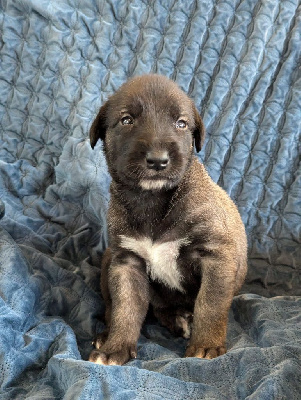 Les chiots de Levrier Irlandais