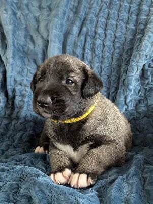 Les chiots de Levrier Irlandais