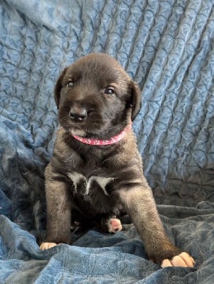 Les chiots de Levrier Irlandais