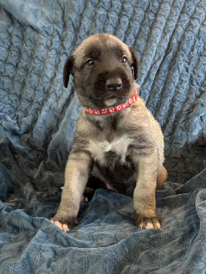 Les chiots de Levrier Irlandais