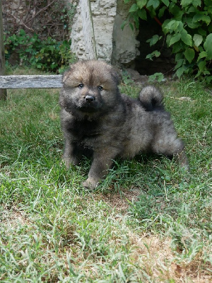 Les chiots de Eurasier