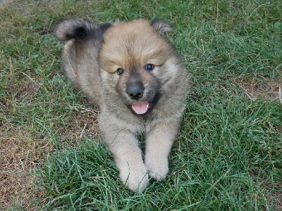 Les chiots de Eurasier