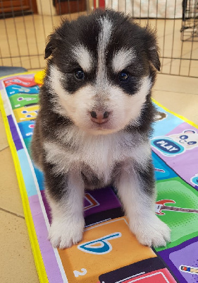 Les chiots de Chien finnois de Laponie