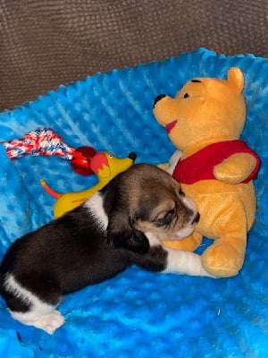 Les chiots de Beagle