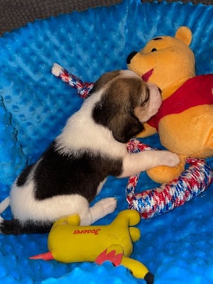 CHIOT 2 - Beagle