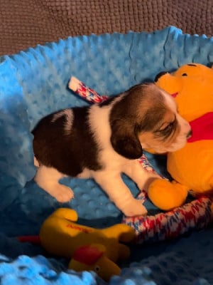 Les chiots de Beagle