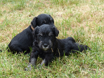 Les chiots de Schnauzer miniature