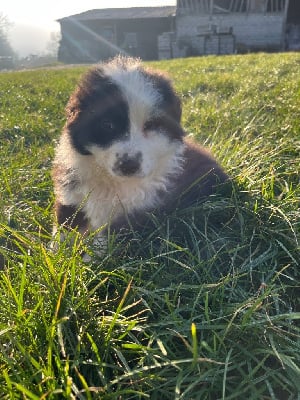 Les chiots de Berger Australien