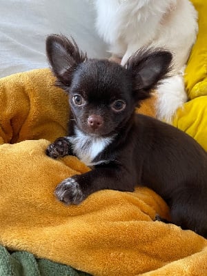 Les chiots de Chihuahua