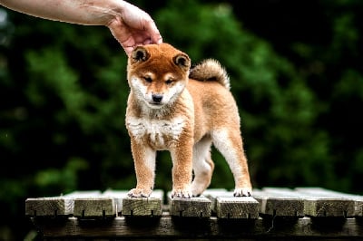 Les chiots de Shiba