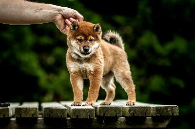 Les chiots de Shiba